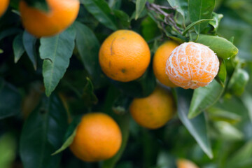 Naranja clementina madura pelada en el árbol