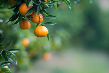 Jugosa naranja clementina madura en el árbol
