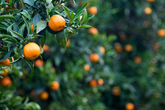 Jugosa naranja clementina madura en el árbol