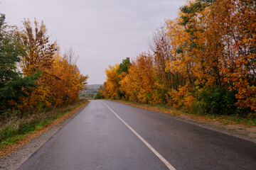 Fototapeta premium road in autumn forest