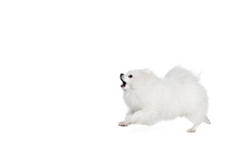 Obraz premium Small fluffy white pomeranian spitz barking isolated on white background. Concept of domestic animal. health care, vet, beauty and active lifestyle
