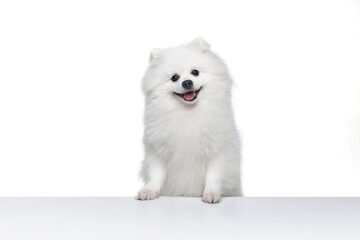 Portrait of beautiful fluffy white pomeranian spitz isolated on white background. Concept of breed...
