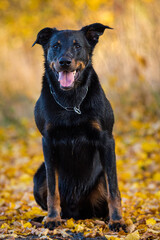 French Shepherd dog in autumn colours