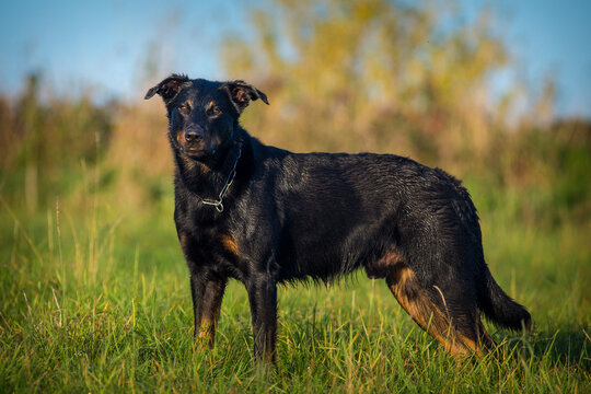 French Shepherd dog in grass