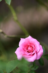 A close-up photo of rose. Suitable for use as cards, menus or flyers. In festivals, it can add elegance and convey a good atmosphere.