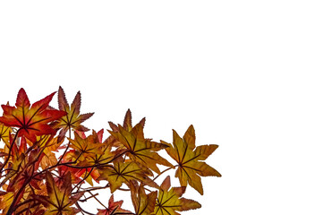 Decorative orange- yellow maple leaves 