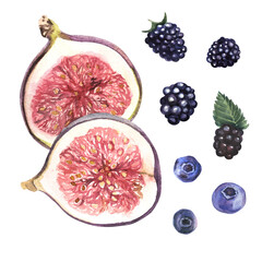 Figs and berries isolated on white. Watercolor hand painted illustration. Fig with clipping path.