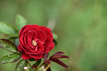 A close-up photo of rose. Suitable for use as cards, menus or flyers. In festivals, it can add elegance and convey a good atmosphere.