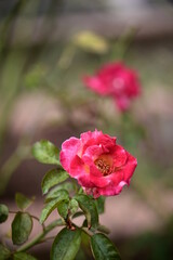 A close-up photo of rose. Suitable for use as cards, menus or flyers. In festivals, it can add elegance and convey a good atmosphere.