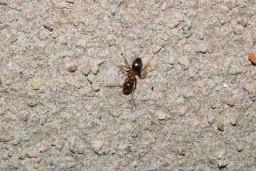 crematogaster scutellaris ant macro photo
