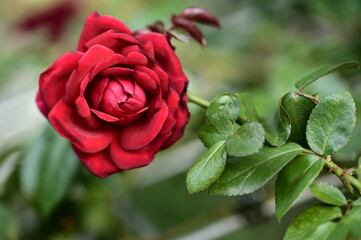 A close-up photo of rose. Suitable for use as cards, menus or flyers. In festivals, it can add elegance and convey a good atmosphere.