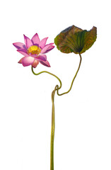 Beautiful pink lotus flower isolate is on white background . Have cliping path	