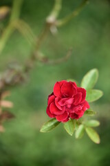 A close-up photo of rose. Suitable for use as cards, menus or flyers. In festivals, it can add elegance and convey a good atmosphere.