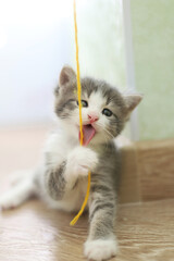 A small gray-white kitten is playing with a yellow woolen thread indoors. Portrait of a funny kitten with its tongue hanging out.