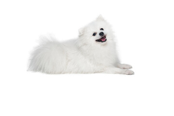 Portrait of beautiful fluffy white pomeranian spitz isolated on white background. Concept of breed domestic animal. health care, vet