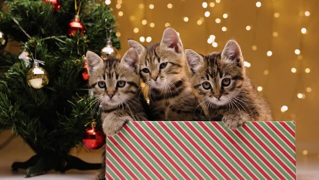 Three gray striped kittens are sitting in a gift box next to the Christmas tree. they follow the object with their eyes