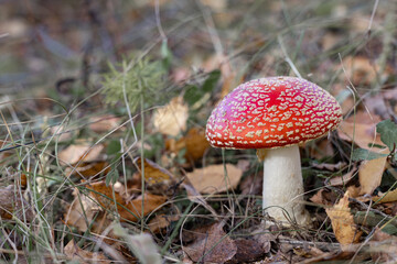 red fly agaric in the autumn forest