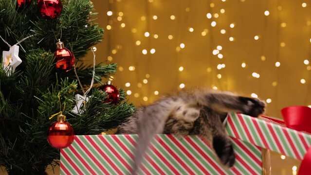 Kittens play funny in a gift box next to a Christmas tree on the background of lights of garlands