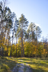 Autumn forest in sunny day in Nature Park 