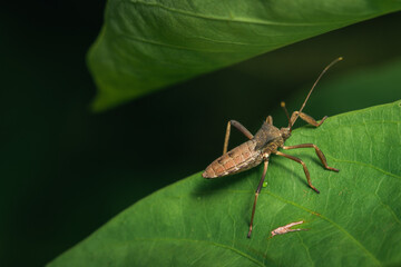 Acanthocephala terminalis or leaf footed bugs found in Malaysia