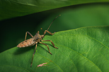 Fototapeta premium Acanthocephala terminalis or leaf footed bugs found in Malaysia