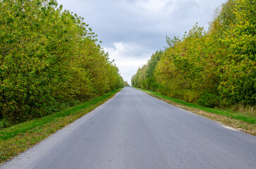 Highway through the autumn forest. Autumn forest road.