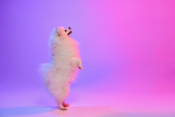 Cute small white pomeranian Spitz, doggy stands on its hind legs isolated over gradient pink-purple background in neon light. Concept of movement, pets love.