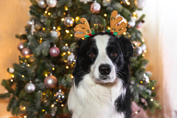 Funny cute puppy dog border collie wearing Christmas costume deer horns hat near christmas tree at home indoors background. Preparation for holiday. Happy Merry Christmas concept