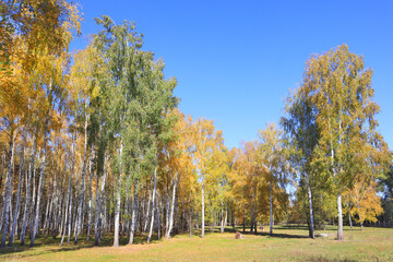 Autumn forest in sunny day in Nature Park "Beremitskoye" in Chernihiv region, Ukraine	

