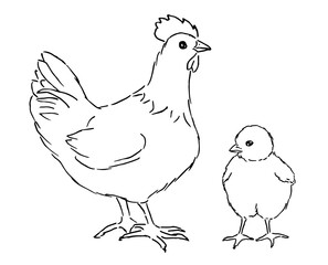 Vector Sketch Set of Poultry Birds. Chick and Hen. Chicken Illustrations.