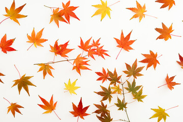 Autumnal concept with orange fall leaves on white background. Flat lay. Thanksgiving day concept.
