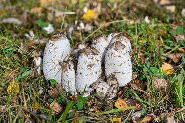 white mushrooms standing together in Sweden october