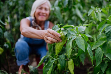 Fototapeta premium Senior woman farmer holding harvesting vegetables in greenhouse.