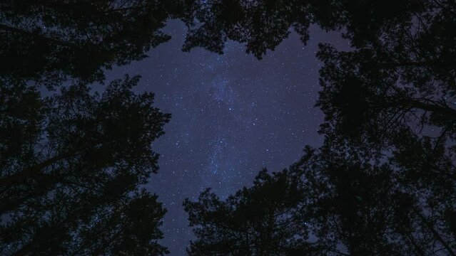 Timelapse of starry sky at night in the forest. Milky way is visible between trees