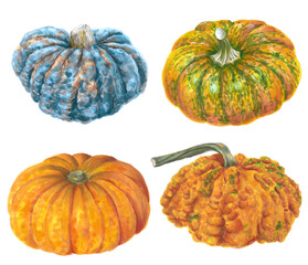 set of isolated pumpkins of different colors, hand drawn original illustrations, for autumn / fall season decorations