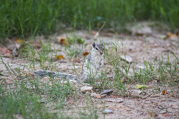 Squirrel  in the grass