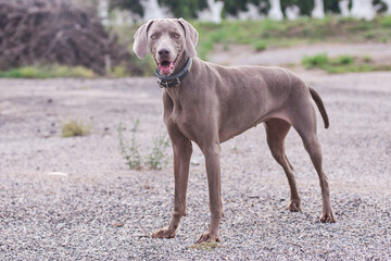 Joven perro de raza braco de weimar en posici&oacute;n de atenci&oacute;n