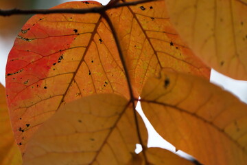 赤とオレンジに色付いた紅葉