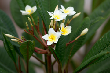 Florgipani o flor de bali de color blanco y amarillo