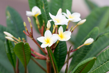 Fototapeta na wymiar Florgipani o flor de bali de color blanco y amarillo