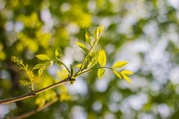 fresh green leaves on a branch in spring with bokeh in the background