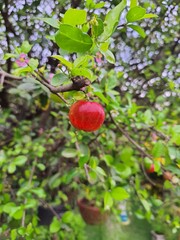 Acerola, ripe on a tree, also known as: azerola, cherry, Barbados cherry or Antillean cherry (Malpighia emarginata).