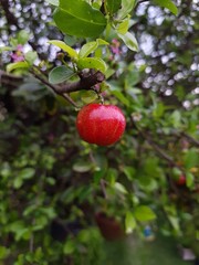 Obraz premium Acerola, ripe on a tree, also known as: azerola, cherry, Barbados cherry or Antillean cherry (Malpighia emarginata).