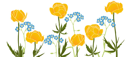 spring wild flowers, yellow globeflowers and forget-me-nots, vector drawing wild plants at white background, flowering meadow , hand drawn botanical illustration