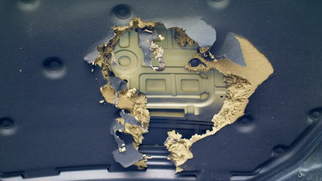 Rodents ruined the hood of the car. 
Pests and damage from rats. Damaged car.