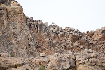 Fototapeta premium Silueta de una cabra montesa en lo alto de un cortado rocoso