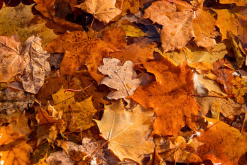 The texture of fallen leaves of different tree species on the water.