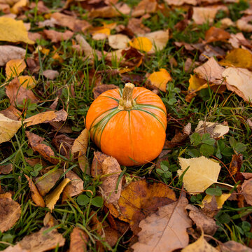 Mini pumpkin on forest floor surrounded by yellow leaves.