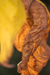 autumn leaves yellow/brown, sunny day, october