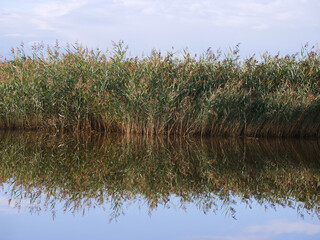reeds in the water